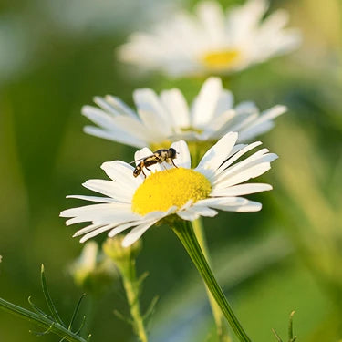Chamomile - Skin Comfort